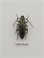 藏品(擬鍬形蟲)的圖片